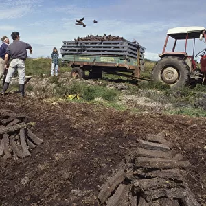 Throwing peat into trailer during peat cutting, County Clare
