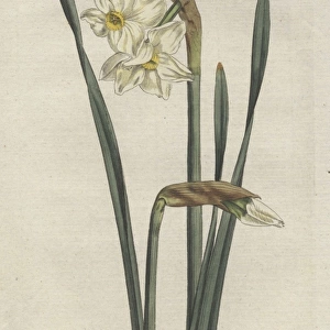Two-flowered narcissus, Narcissus medioluteus
