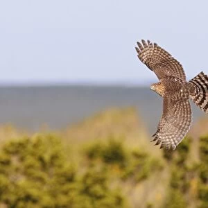 Cooper's Hawk - immature in flight - during fall migration in October at Cape May, NJ, USA