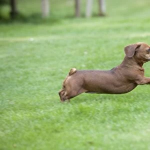Dog - Miniature Short Haired Dachshund - running in garden (dogs tail should be long and pointed)