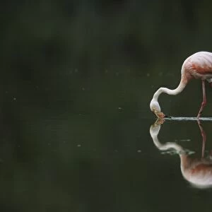 Greater Flamingo - Feeding in shallow lake Floreana island, Galapagos BI002211