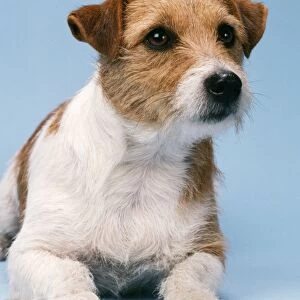 Jack Russel Terrier Dog
