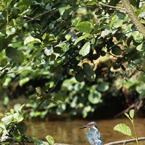Kingfisher - perched over water