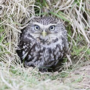 Little Owl - emerges from rabbit burrow - Bedfordshire - UK 006972