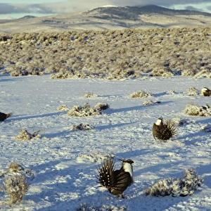 Male Sage Grouse strutting on lek after fresh snow. Eastern Oregon's "high desert. " March. BG303