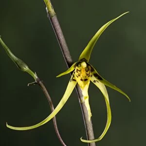 Orchid - Brassia Orchid - Tropical america