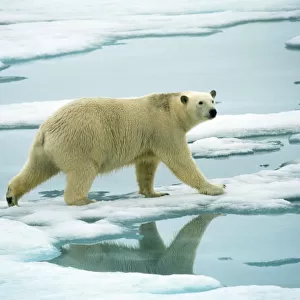 Polar Bear - on ice Svalbard Spitzbergen