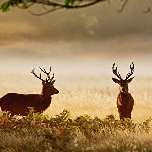 Red Deer - stags in mist at sunrise - Richmond Park UK 14988