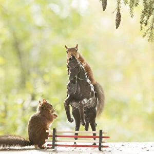 Red Squirrel stand on an horse