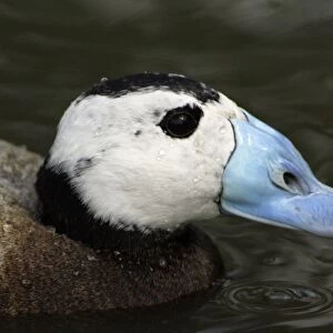 Ruddy Duck-drake, close-up study of head and bill, Washington WWT, Tyne and Wear UK