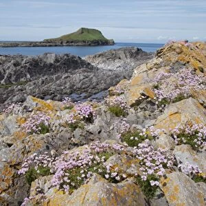 Thrift flowers - on rocky outcrops - Worms Head The Gower South Wales UK