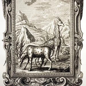 1731 Johann Scheuchzer Bible giraffe