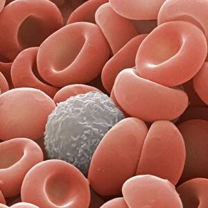 Blood cells, SEM