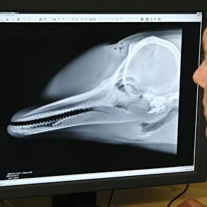 Dolphin X-ray