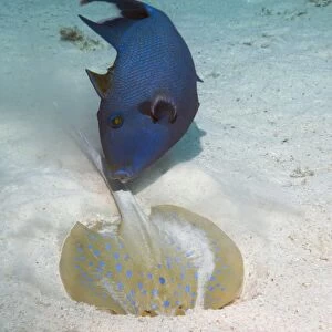 Triggerfish and ray