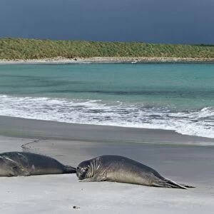 Elephant seals relaxing on the beach, Sea Lion Island, Falkland Islands