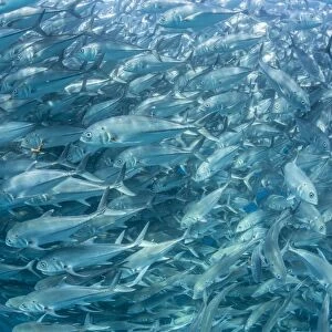 A large school of bigeye trevally (Caranx sexfasciatus) in deep water near Cabo Pulmo, Baja California Sur, Mexico, North America