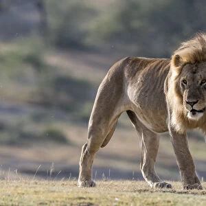A male lion (Panthera leo), Ndutu, Ngorongoro Conservation Area, Serengeti, Tanzania