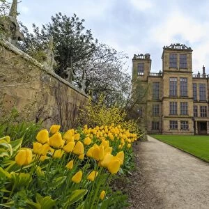 Tulip border, pathway and lawn in spring at Hardwick Hall, near Chesterfield, Derbyshire, England, United Kingdom, Europe