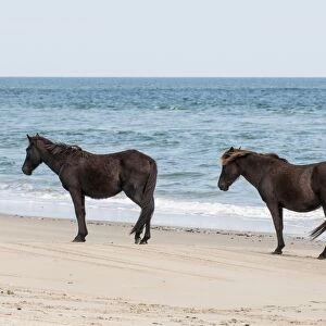 Wild mustangs (banker horses) (Equus ferus caballus) in Currituck National Wildlife Refuge