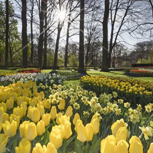 Tulips in Keukenhof Gardens, Lisse, Netherlands