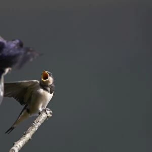 Swallow (Hirundo rustica) feeding young. Loch Awe, Argyll, Scotland, UK