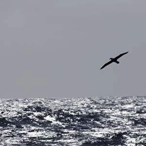 Wandering Albatross Diomedea exulans Southern Ocean nr South Georgia November