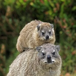 Cape Rock Hyrax (Procavia capensis) adult female with young, resting on back, Bettys Bay, Western Cape, South Africa