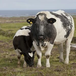 Domestic Cattle, cow and calf, grazing on coastal moorland with flowering heather, Isle of Tiree, Inner Hebrides