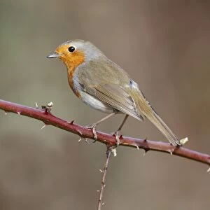 European Robin (Erithacus rubecula) adult, perched on bramble stem, Leicestershire, England, february