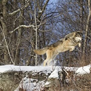 Grey Wolf (Canis lupus) adult, jumping over snow covered rocks at woodland edge, Minnesota, U. S. A. January (captive)