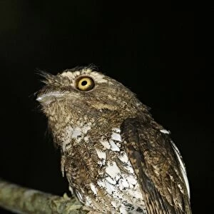 Javan Frogmouth (Batrachostomus javensis) adult, perched on branch at night, Iwahig Penal Colony, Palawan Island, Philippines