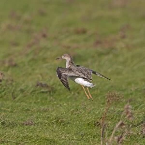 Ruff (Philomachus pugnax) adult male, winter plumage, in flight, landing on grazing marsh, Norfolk, England, january
