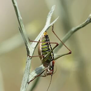 Saddle-backed Bush-cricket (Ephippiger ephippiger) adult, resting on stem, Lesvos, Greece, may