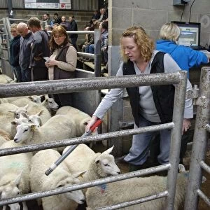 Sheep farming, woman reading electronic ear tags in sheep flock at market, Holmfirth Livestock Market, Yorkshire