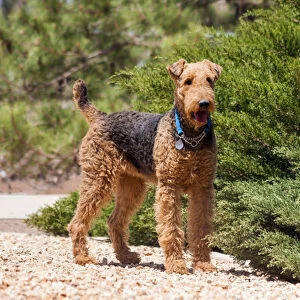 Airedale Terrier standing by juniper bush