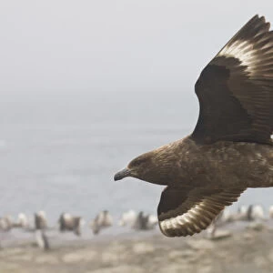 Antarctica, South Shetland Islands. Brown skua soars over a penguin colony looking for prey