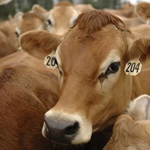 Jersey Dairy Cows, Dumms Dairy Farm, Rib Lake, Wisconsin, United States of America