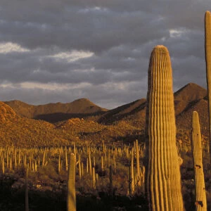 NA, USA, Arizona, Tucson Saguaro cactus