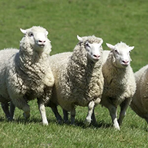 The New Zealand Romney makes up makes up about 68% of the national flock of 40 million