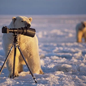 polar bear, Ursus maritimus, investigates a camera lens hood on the pack ice of the