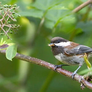 USA, Washington State. A Chestnut-backed Chickadee (Poecile rufescens) perches an