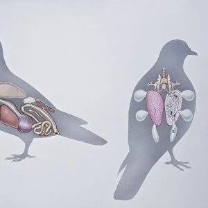 Anatomy of two pigeons