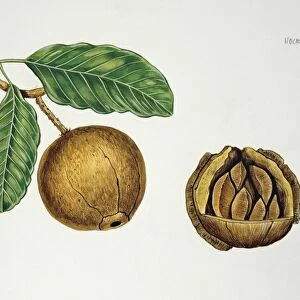 Botany, Lecythidaceae, Fruit of the Brazil nut Bertholletia excelsa, cross-section, Illustration