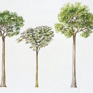 Brazil Nut Bertholletia Excelsa, Trumpet Tree Cecropia Peltata and Angelim Vermelho Dinizia Excelsa, illustration