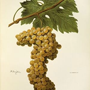 Coda di Volpe grape, illustration by A. Kreyder
