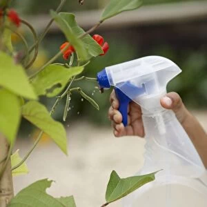 Girls hand holding spray bottle and squirting scarlet runner bean plant with water, close-up