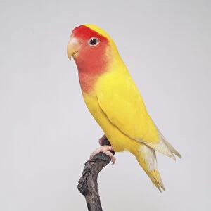 Lutino Lovebird (Agapornis sp. ), yellow and red coloured bird perching on a branch, side view