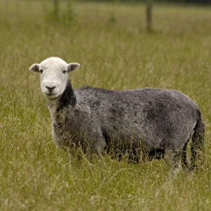 Shorn, grey sheep in a field, looking at camera