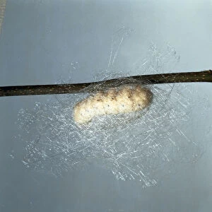 A silk worm spinning its cocoon